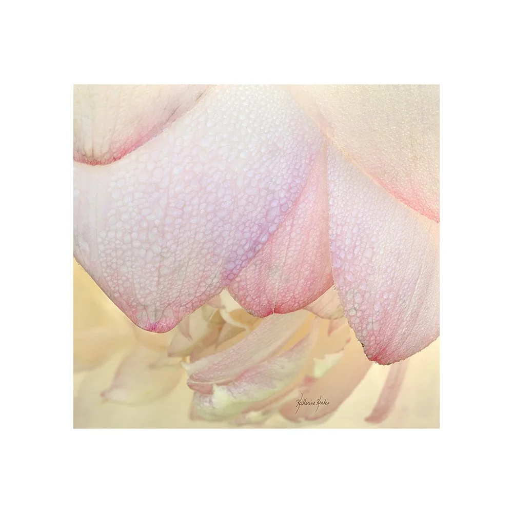 フラワー・ガーデニング S 1000 Gold Lotus ( RuRun Lotus ) Lotus - Back for Spring 2026 — Lolili